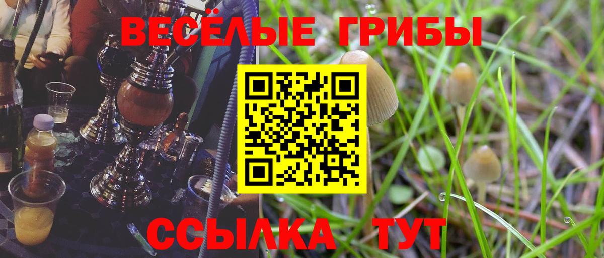 Псилоцибиновые грибы Cubensis  Приморско-Ахтарск  Псилоцибиновые грибы Psilocybine cubensis 